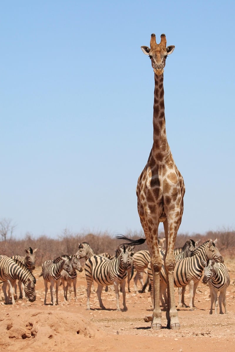 Safari in Africa