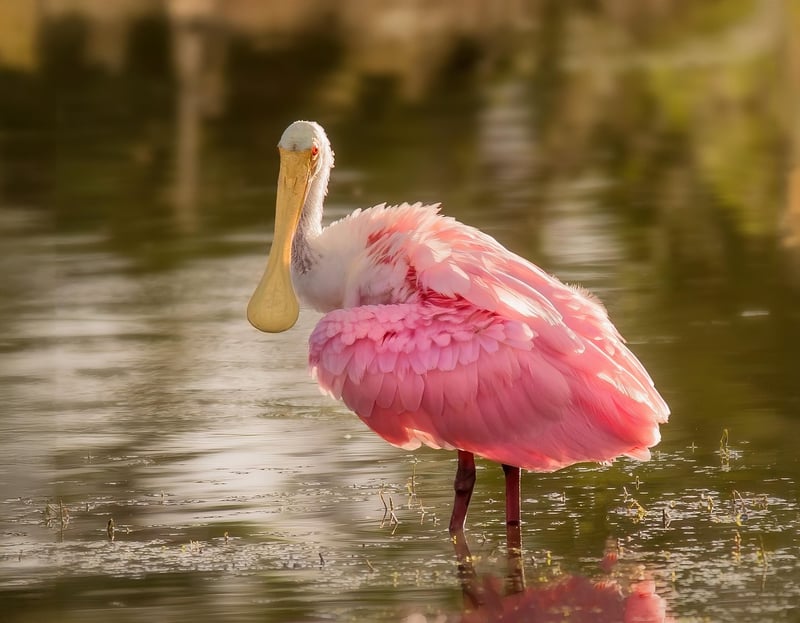 Virtual Wildlife Encounter